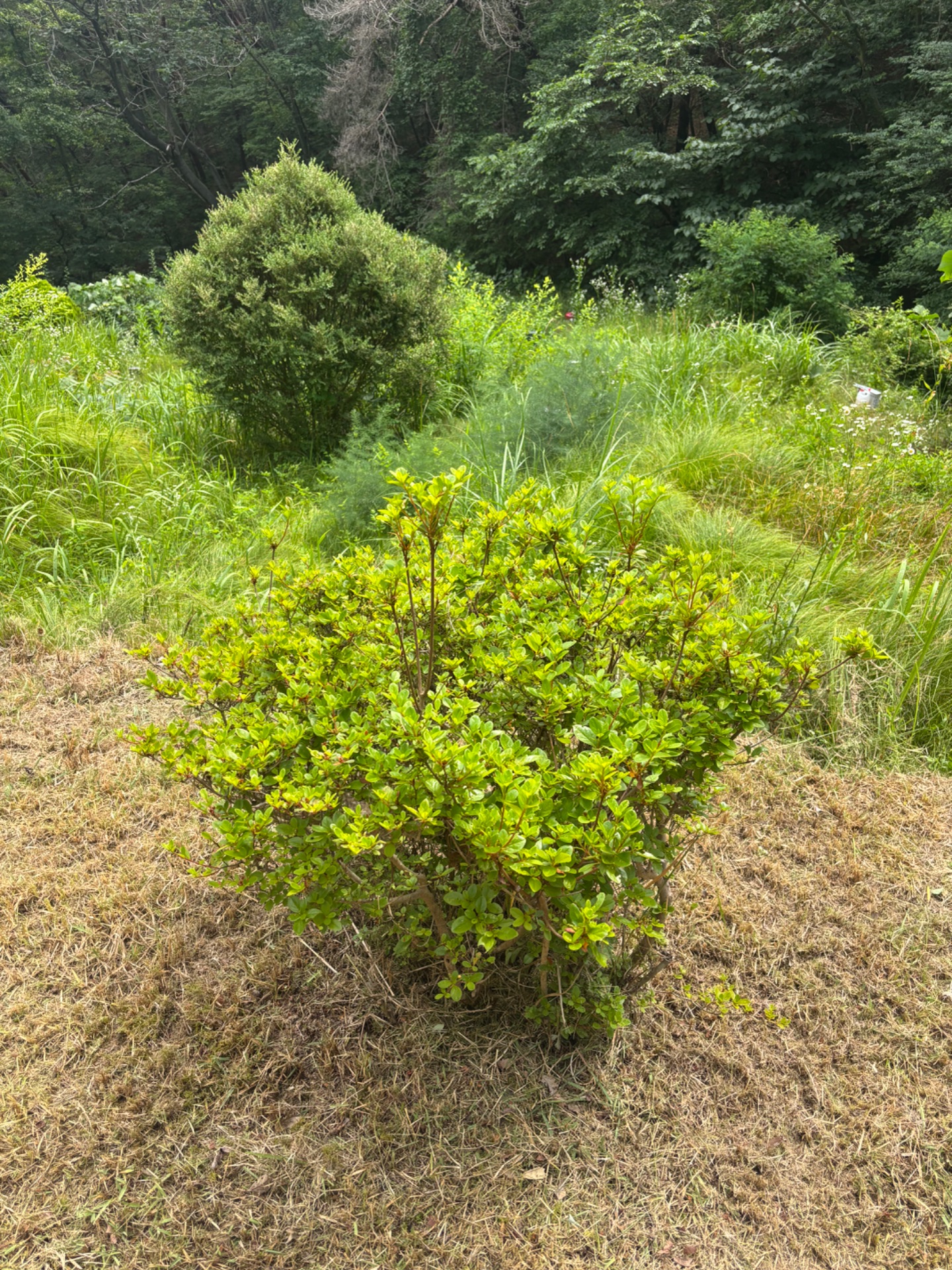 경상북도 칠곡군 산소벌초 완료 — 2026.06 After 1 1781748458353
