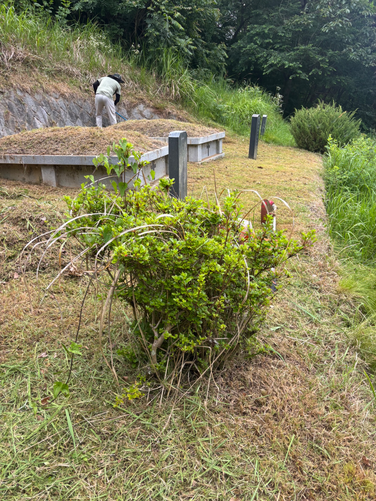 경상북도 칠곡군 산소벌초 완료 — 2026.06 Before 2 1781748458340